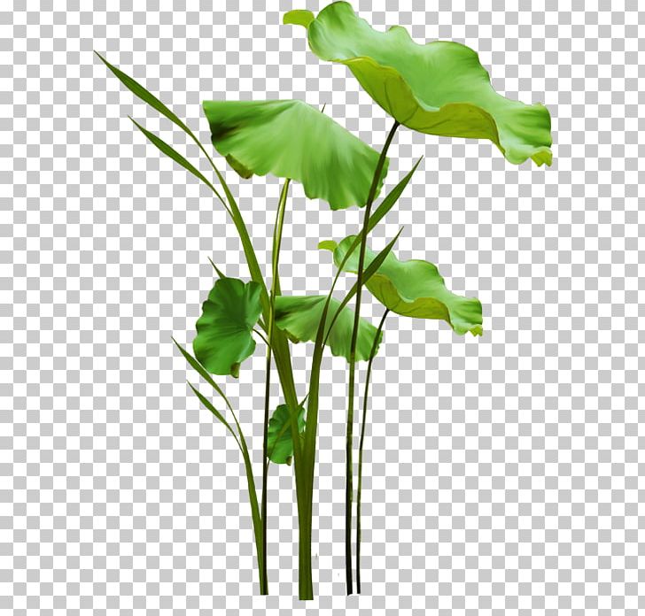 Cut Flowers Leaf Vegetable Herb Plant Stem PNG, Clipart, Beauti, Branch, Branching, Cut Flowers, Flower Free PNG Download