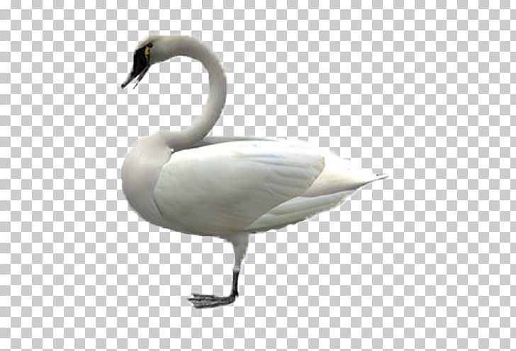 Cygnini Goose Bird PNG, Clipart, Animal, Animals, Animated Film, Beak, Bird Free PNG Download