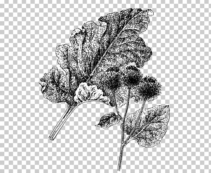 Greater Burdock Flowering Plant Leaf Medicinal Plants PNG, Clipart, Biology, Branch, Burdock, Drawing, Flora Free PNG Download
