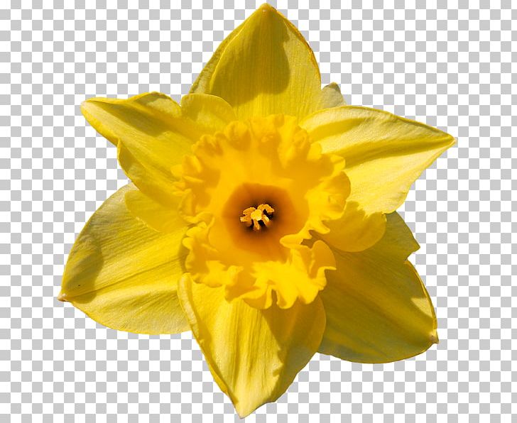Yellow Flower Bouquet Jonquille PNG, Clipart, Amaryllis Family, Daffodil, Flowe, Flower, Flowering Plant Free PNG Download
