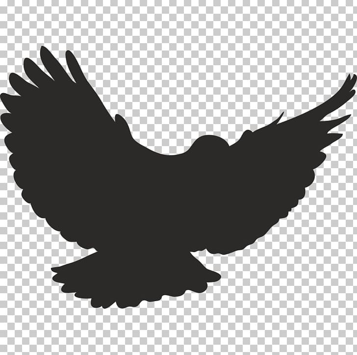 Bird Flight PNG, Clipart, Animals, Beak, Bird, Bird Flight, Bird Of Prey Free PNG Download