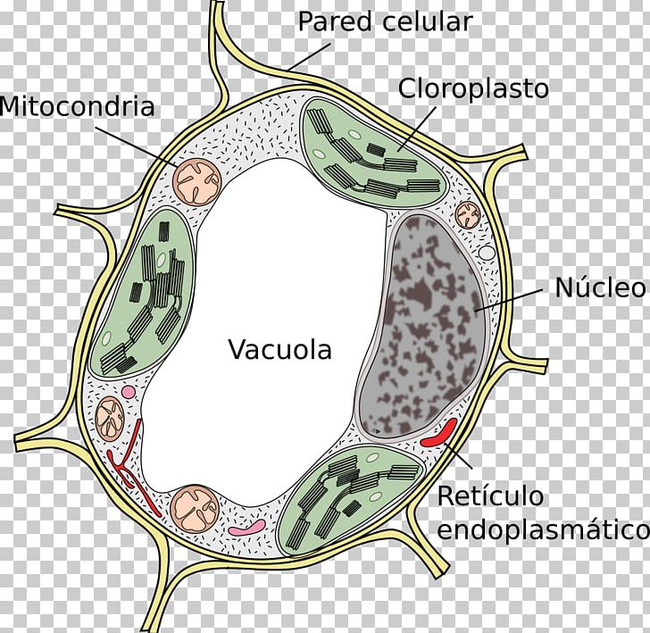 Plant Cell Vacuole Cèl·lula Eucariota PNG, Clipart, Area, Cell, Cell Wall, Chloroplast, Cork Cambium Free PNG Download
