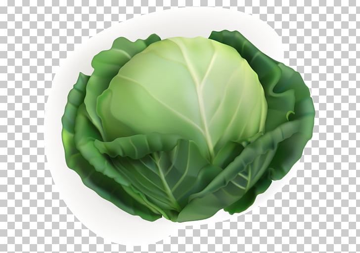 White Cabbage Vegetable Chinese Cabbage PNG, Clipart, Cabbage, Cabbage Vector, Collard Greens, Food, Fruit And Vegetable Free PNG Download