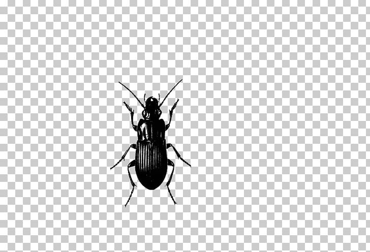 Insect Pest Control Cockroach PNG, Clipart, Animals, Cockroach, Encapsulated Postscript, Fire Extinguisher, Insects Free PNG Download
