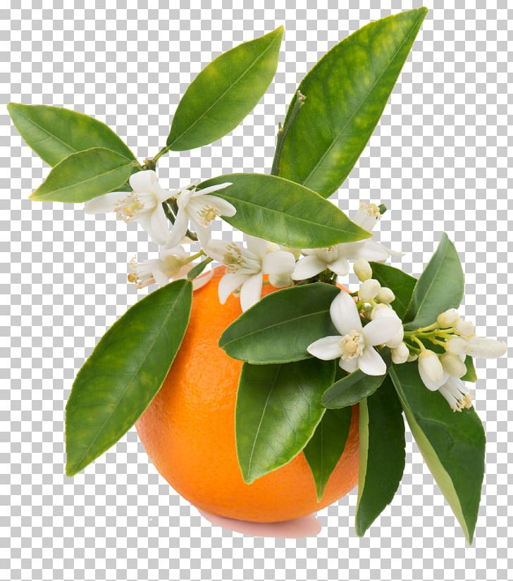 Orange Blossom Orange Juice Orange Flower Water PNG, Clipart, Apple, Bitter Orange, Blossom, Bromelia, Calamondin Free PNG Download