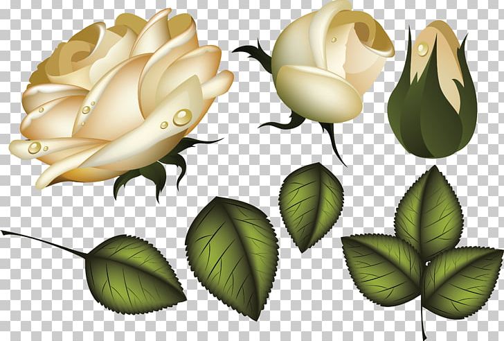 Rose Flower Leaf PNG, Clipart, Blossom, Bud, Cut Flowers, Flora, Flower Free PNG Download