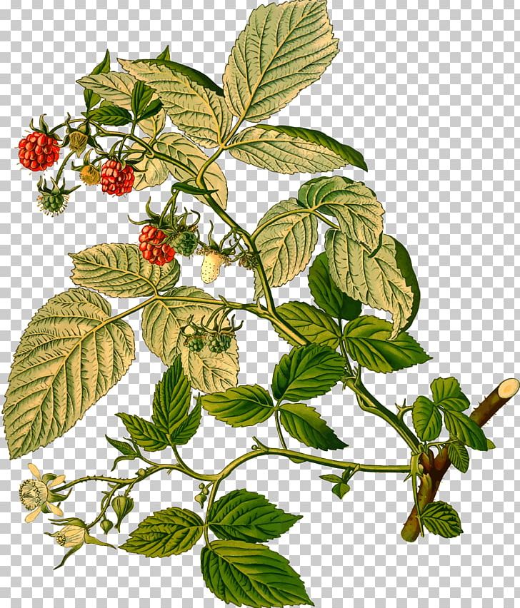 Rubus Strigosus Red Raspberry Leaf PNG, Clipart, Berry, Blackberry, Black Raspberry, Branch, Flower Free PNG Download