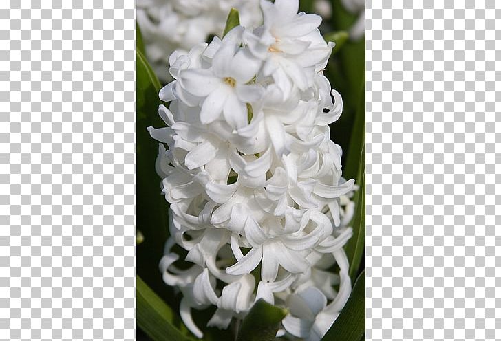 Hyacinth Terra Ceia Farms Bulb Plant Garden PNG, Clipart, Bulb, Dendrobium, Dutch, Dutch People, Farm Free PNG Download