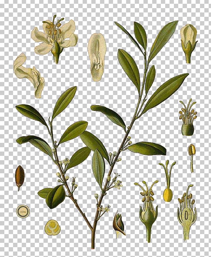 Köhler's Medicinal Plants Erythroxylum Coca Erythroxylum Novogranatense Coca Tea PNG, Clipart,  Free PNG Download