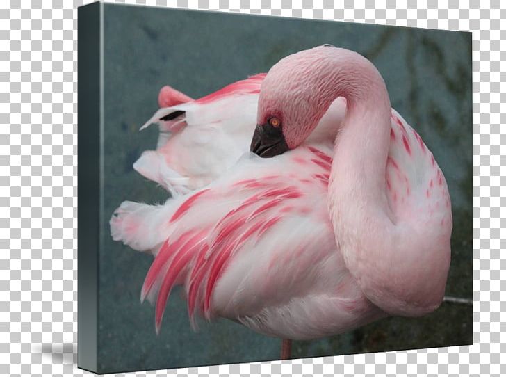 Gallery Wrap Beak Canvas Snout Feather PNG, Clipart, Animal, Animals, Art, Beak, Bird Free PNG Download