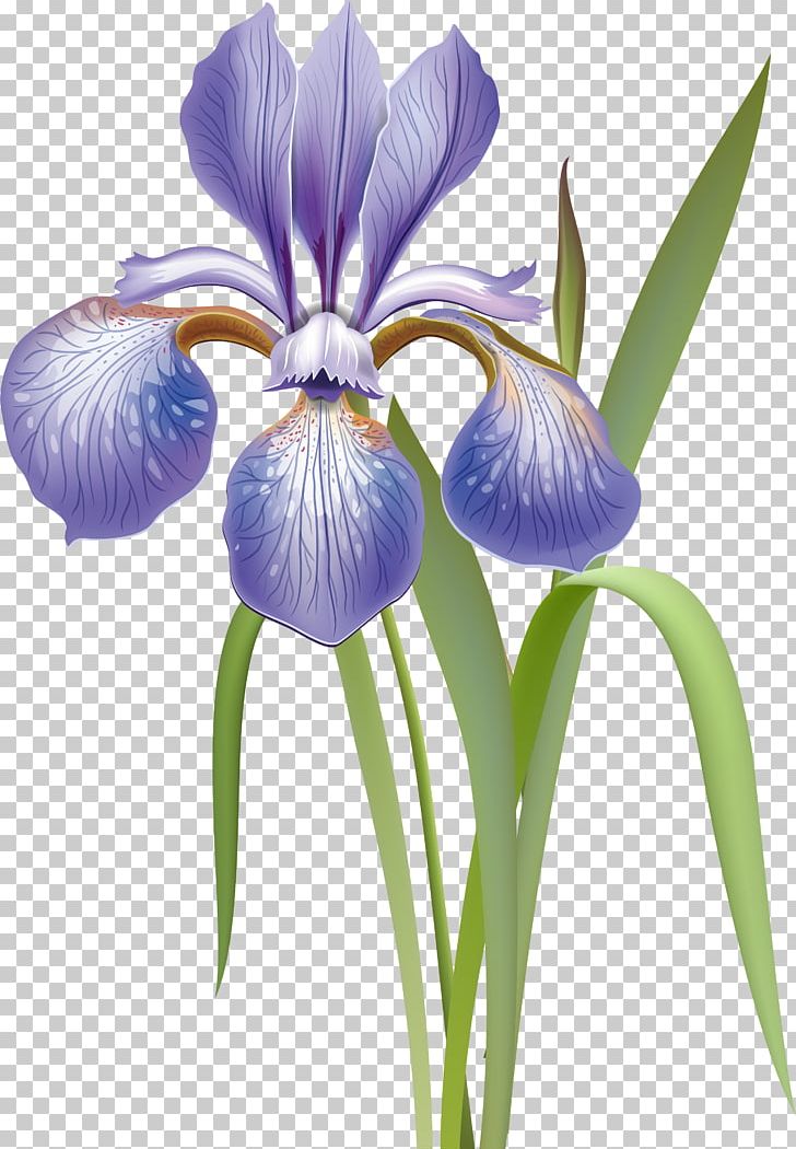 Iris Versicolor Flower Orris Root PNG, Clipart, Collection, Drawing, Flower, Flowering Plant, Highdynamicrange Imaging Free PNG Download