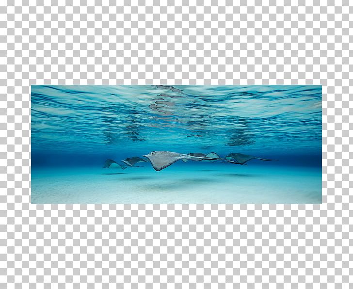 Underwater Marine Biology Ningaloo Coast Ocean PNG, Clipart, Animal, Aqua, Azure, Canvas, Canvas Print Free PNG Download