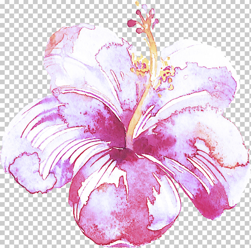 Hibiscus Pink Hawaiian Hibiscus Flower Petal PNG, Clipart, Cattleya, Chinese Hibiscus, Flower, Hawaiian Hibiscus, Hibiscus Free PNG Download