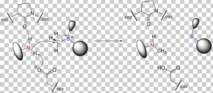 Enzyme Catalysis Active Site Nucleophilic Substitution PNG, Clipart, Active Site, Allosteric Regulation, Amine, Angle, Chemical Reaction Free PNG Download