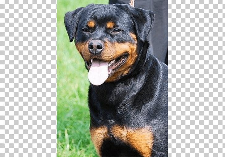 King Rottweilers Puppy Dog Breed Litter PNG, Clipart, Animal, Animals, Breed, Carnivoran, Com Free PNG Download