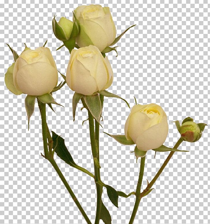 Cut Flowers Centifolia Roses Garden Roses PNG, Clipart, Branch, Coreldraw, Cut Flowers, Designer, Floral Design Free PNG Download