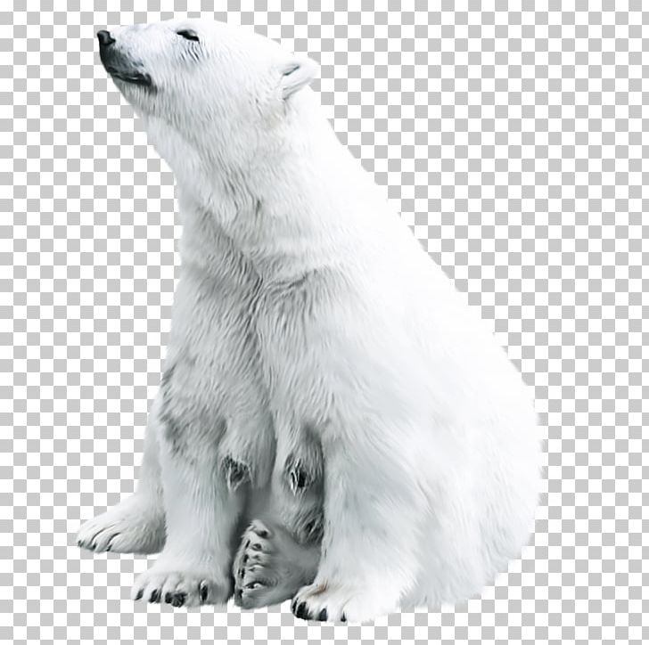 Polar Bear Animal Tiger PNG, Clipart, Animals, Arctic, Arctic Biological, Arctic Fox, Bear Free PNG Download