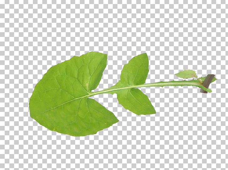 Sonchus Oleraceus Field Sow Thistle Leaf Sonchus Asper PNG, Clipart, Annual Plant, Field Sow Thistle, Herb, Leaf, Leaf Vegetable Free PNG Download