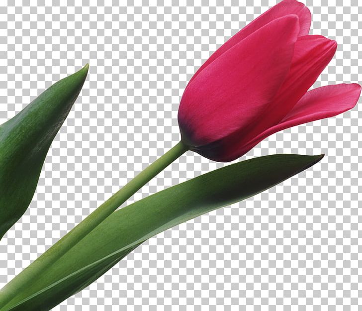 Tulip Flower Liliaceae Plant Stem Sun Flo PNG, Clipart, Bud, Daffodil, Flower, Flowering Plant, Flowers Free PNG Download