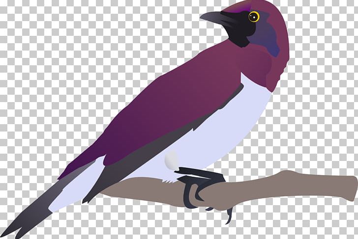 YouTube Drawing PNG, Clipart, Animals, Beak, Bird, Birds, Computer Icons Free PNG Download