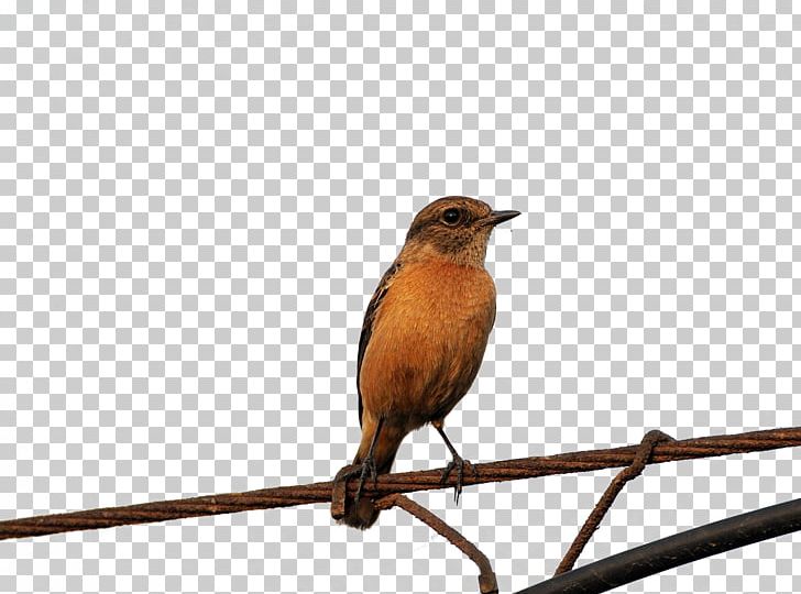 Bird High Voltage PNG, Clipart, Abstract Lines, Away, Beak, Bird Cage, Common Nightingale Free PNG Download
