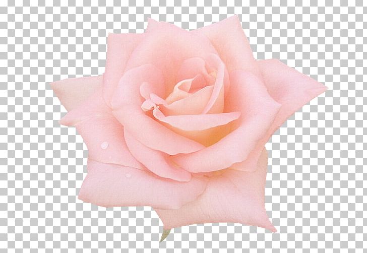 Garden Roses Still Life: Pink Roses Centifolia Roses PNG, Clipart, Beyaz Cicekler, Beyaz Guller, Blackpink, Centifolia Roses, Color Free PNG Download