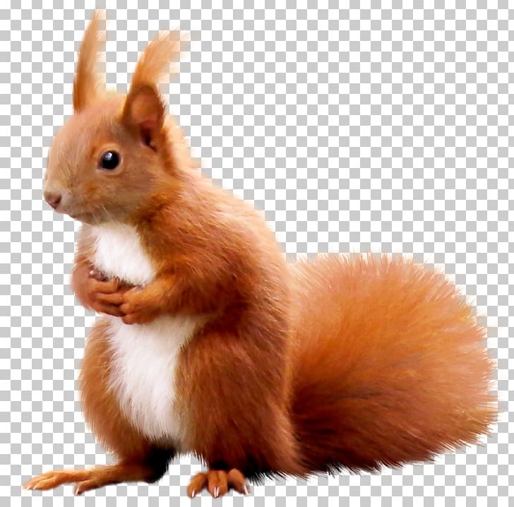 Squirrel Animal Surprise Domestic Rabbit PNG, Clipart, Animal, Animals, Computer Icons, Domestic Rabbit, Download Free PNG Download