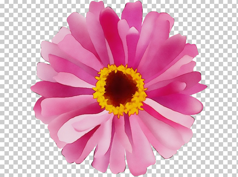 Transvaal Daisy Chrysanthemum Cut Flowers Marguerite Daisy Petal PNG, Clipart, Argyranthemum, Chrysanthemum, Cut Flowers, Flower, Magenta Telekom Free PNG Download