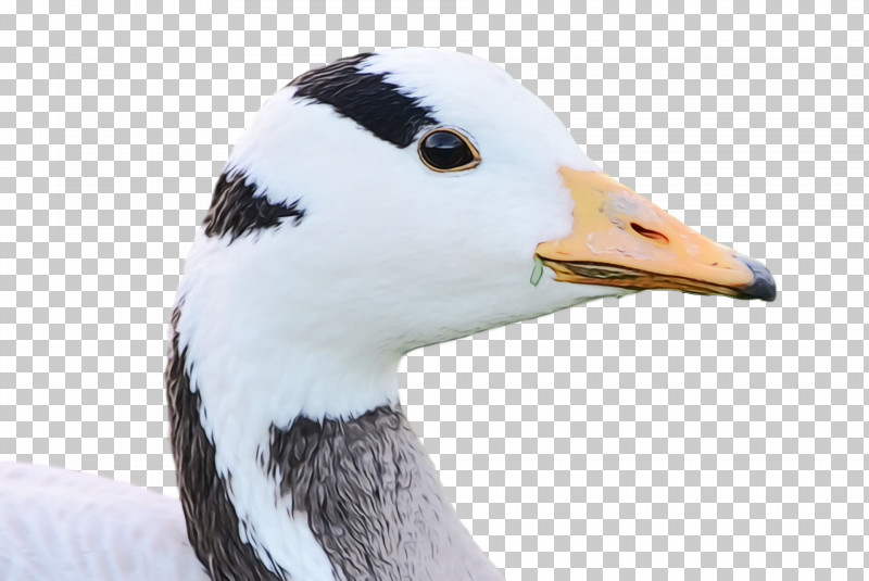 Bird Beak Goose Duck Water Bird PNG, Clipart, Albatross, Animal, Beak, Bird, Duck Free PNG Download