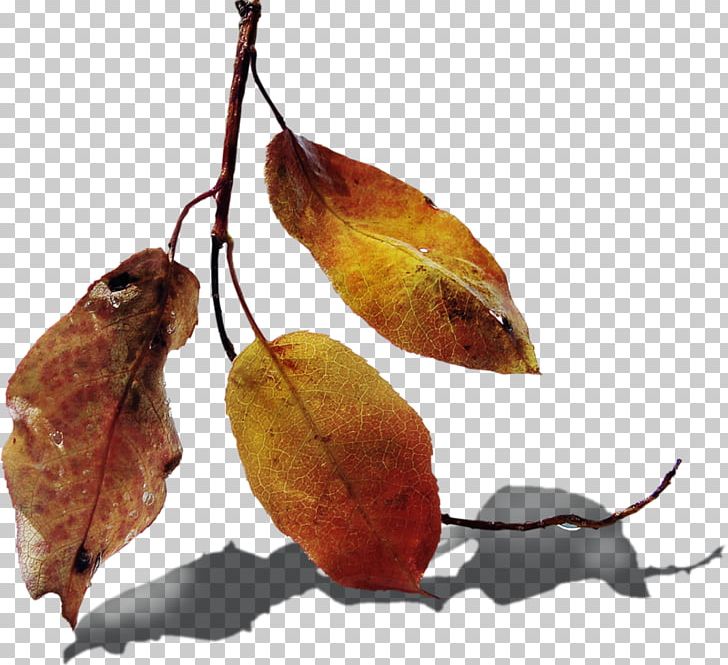 Leaf Autumn Flora PNG, Clipart, Autumn, Branch, Deciduous, Download, Flora Free PNG Download