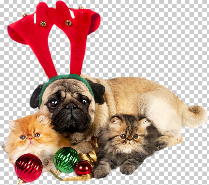 Pug Puppy Santa Claus Kitten Christmas PNG, Clipart, Animals, Carnivoran, Christmas, Christmas Decoration, Christmas Stockings Free PNG Download