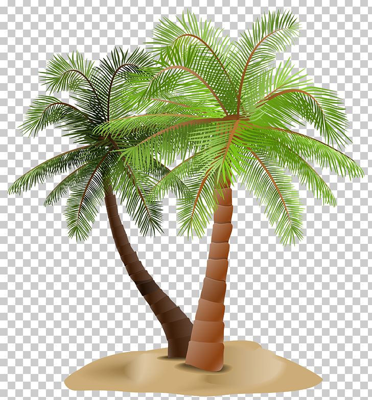 Arecaceae PNG, Clipart, Arecaceae, Arecales, Borassus Flabellifer, Branch, Clipart Free PNG Download