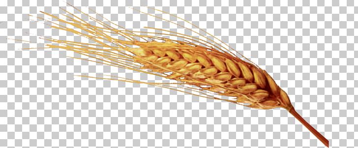 Emmer Ear Common Wheat Cereal Germ PNG, Clipart, Cereal, Cereal Germ, Commodity, Common Wheat, Ear Free PNG Download