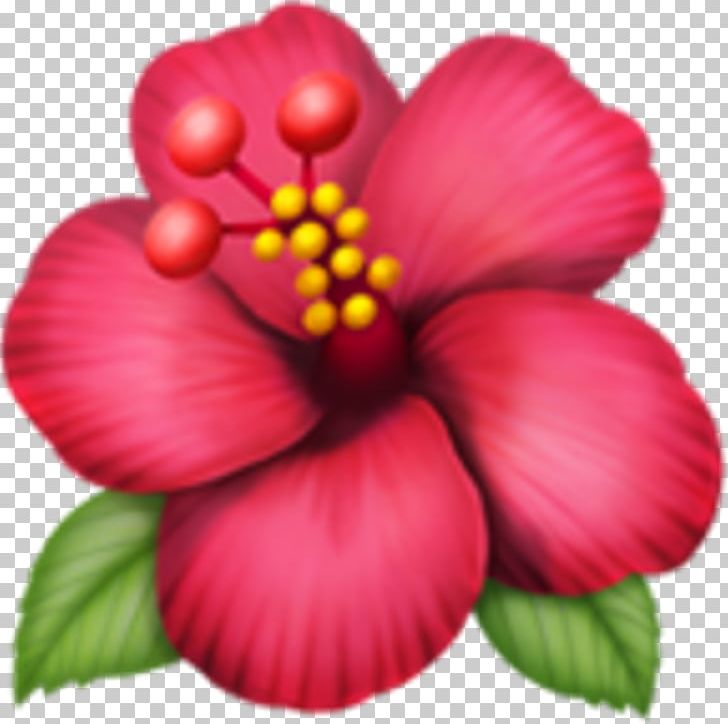 Emojipedia Flower Rosemallows IPhone PNG, Clipart, Annual Plant, China Rose, Chinese Hibiscus, Emoji, Emoji Domain Free PNG Download