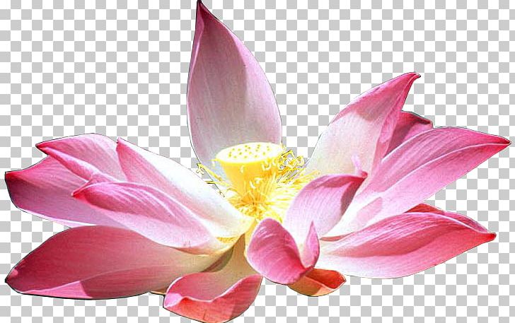 Nelumbo Nucifera Flower Lotus Cars Petal PNG, Clipart, Aquatic Plant, Art, Flower, Flowering Plant, Lotus Free PNG Download