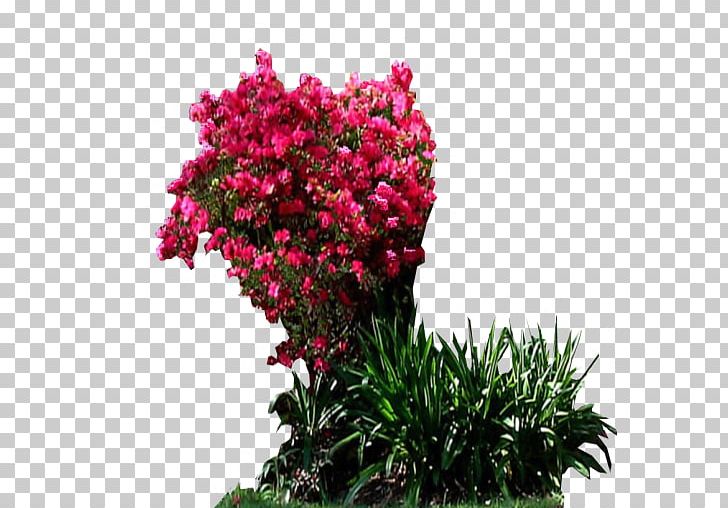 Shrub Garden Houseplant PNG, Clipart, Annual Plant, Bougainvillea, Cut Flowers, Decal, Deviantart Free PNG Download