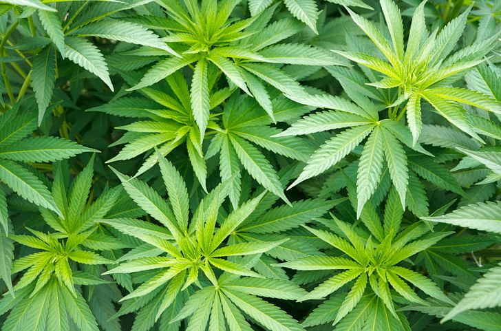 Cannabis Sativa Plant Medical Cannabis Hemp PNG, Clipart, Cannabis, Cannabis Sativa, Flowering Plant, Grass, Hash Oil Free PNG Download