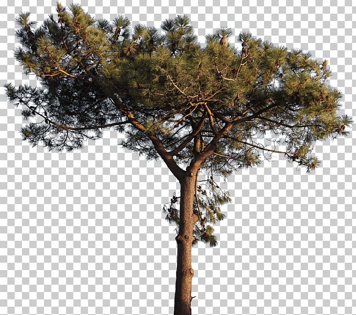 Charente-Maritime Tree Computer File PNG, Clipart, Branch, Charentemaritime, Christmas Tree, Conifer, Decoration Free PNG Download