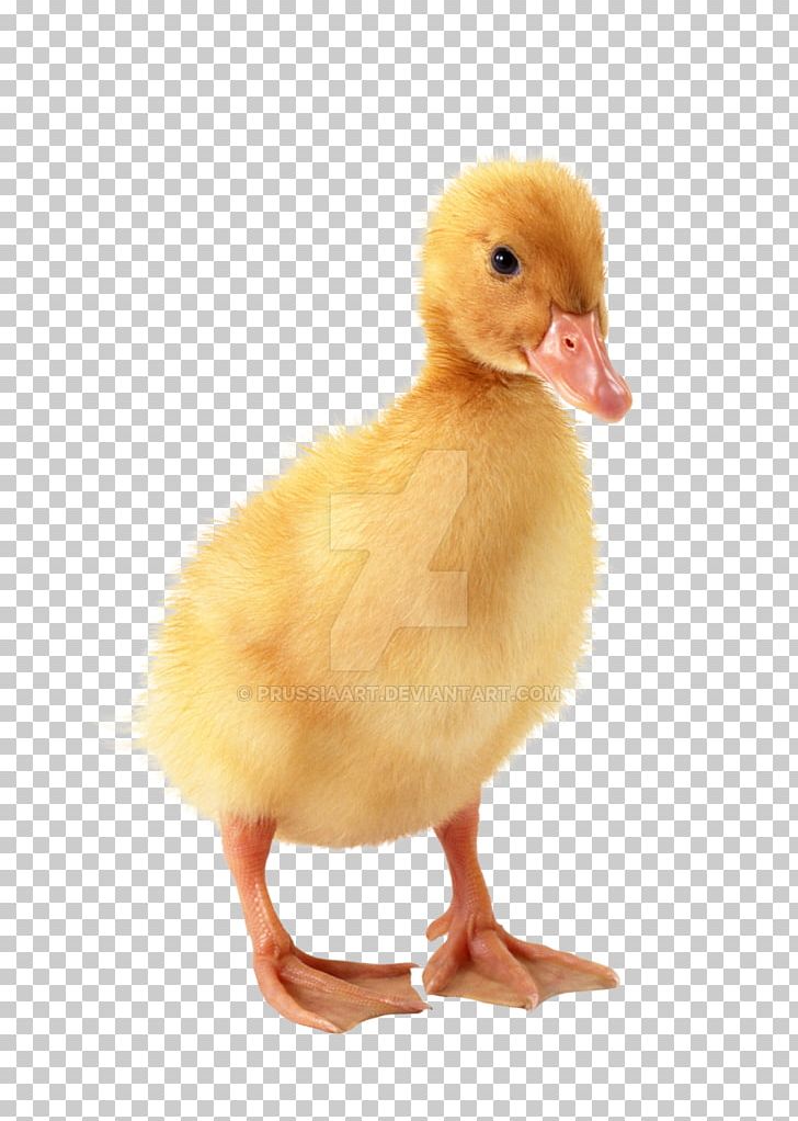 Duckling Duckling Baby Duckling PNG, Clipart, Animals, Baby Duckling, Beak, Bird, Computer Icons Free PNG Download