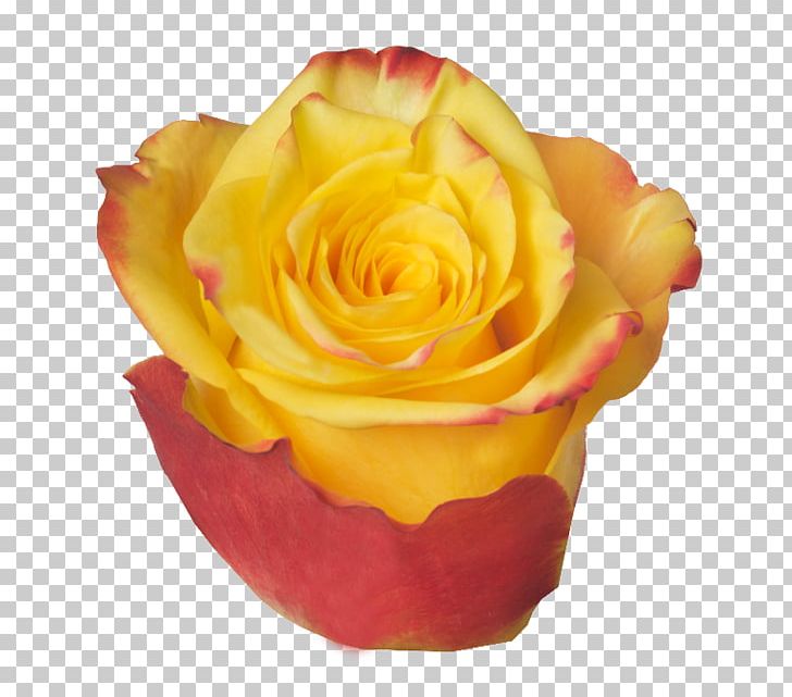 Garden Roses Cut Flowers Petal PNG, Clipart, Cut Flowers, Flame, Flower, Flowers, Garden Free PNG Download