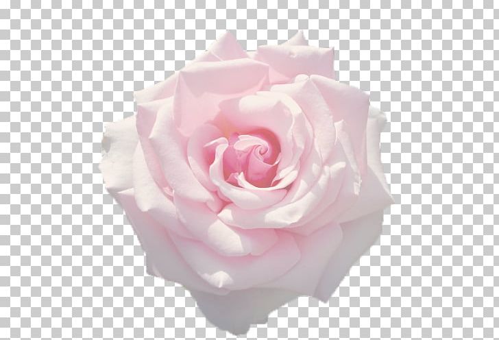 Garden Roses In The Presence Of Absence Drawing Book Cabbage Rose PNG, Clipart, Angel, Blog, Book, Cut Flowers, Drawing Free PNG Download
