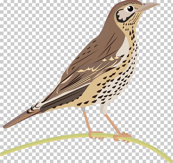 Lark Common Nightingale Bird Finches Thrush PNG, Clipart, American Sparrows, Animal, Animals, Beak, Bird Free PNG Download