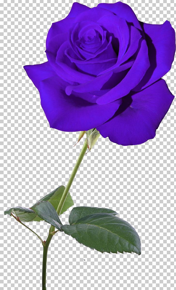 Blue Rose Garden Roses Flower Centifolia Roses PNG, Clipart, Blue, Blue Rose, Centifolia Roses, Color, Cut Flowers Free PNG Download