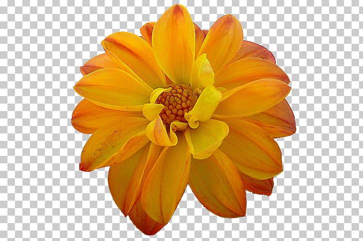Dahlia Orange Flower Yellow PNG, Clipart, Blue, Calendula, Color, Cut Flowers, Dahlia Free PNG Download