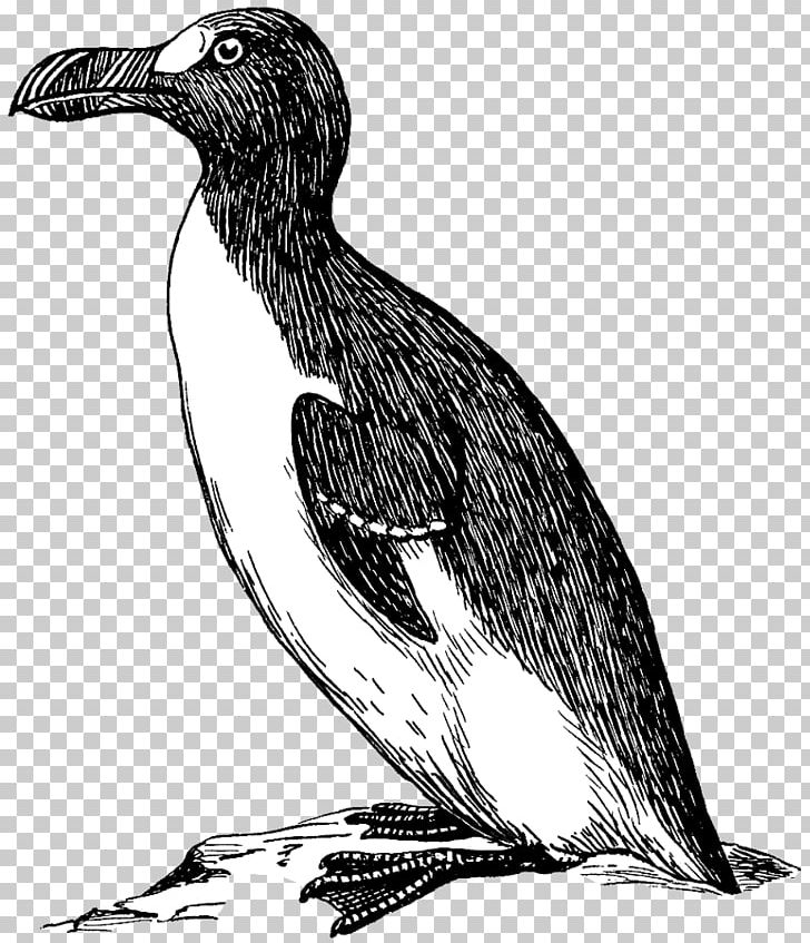 Penguin Great Auk Graphics Bird PNG, Clipart, Animals, Atlantic Puffin, Auk, Beak, Bird Free PNG Download