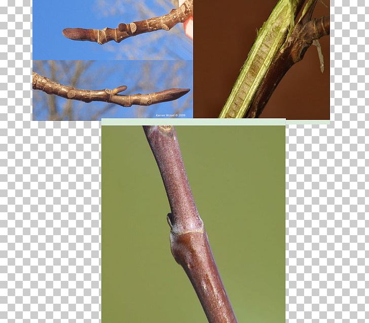 Twig Liriodendron Tulipifera Bud Leaf Branch PNG, Clipart, Bark, Branch, Bud, Closeup, Dendrochronology Free PNG Download