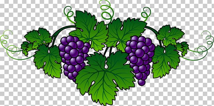 Wine Common Grape Vine Embroidery Berry PNG, Clipart, Black Grapes, Crossstitch, Flowering Plant, Food, Fruit Free PNG Download
