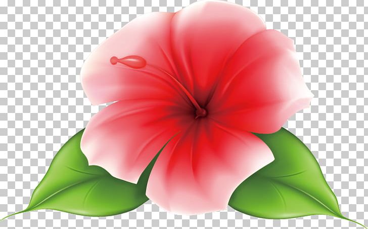 Annual Plant Flower Royaltyfree PNG, Clipart, Annual Plant, Closeup, Depositphotos, Exotic, Flower Free PNG Download