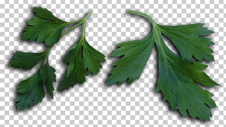 Parsley Leaf Vegetable Herb PNG, Clipart, Herb, Leaf, Leaf Vegetable, Parsley, Petroselinum Free PNG Download