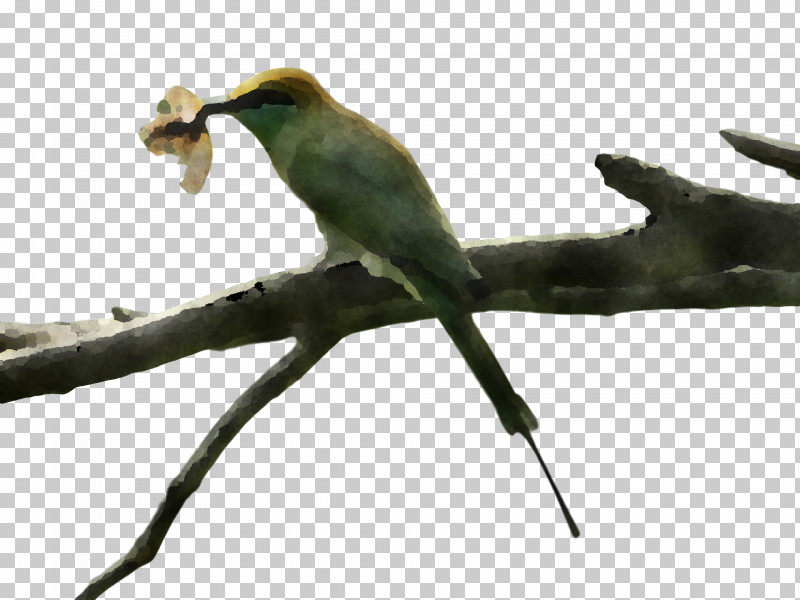 Bird PNG, Clipart, Beak, Bird, Branch, Coraciiformes, Cuckoo Free PNG Download